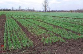 griu cereale culturi - AgroExpert.md