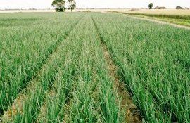 Прогноз площади посева репчатого лука в Молдове - agroexpert.md