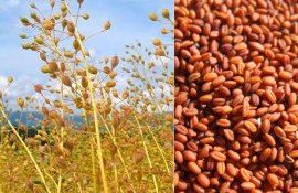 Shell заинтересовалась масличными сырьем для биотоплива - agroexpert.md