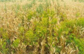 Борьба с сорняками требует комбинации разных методов уничтожения - agroexpert.md