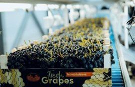 exportul strugurilor de masă - agroexpert.md