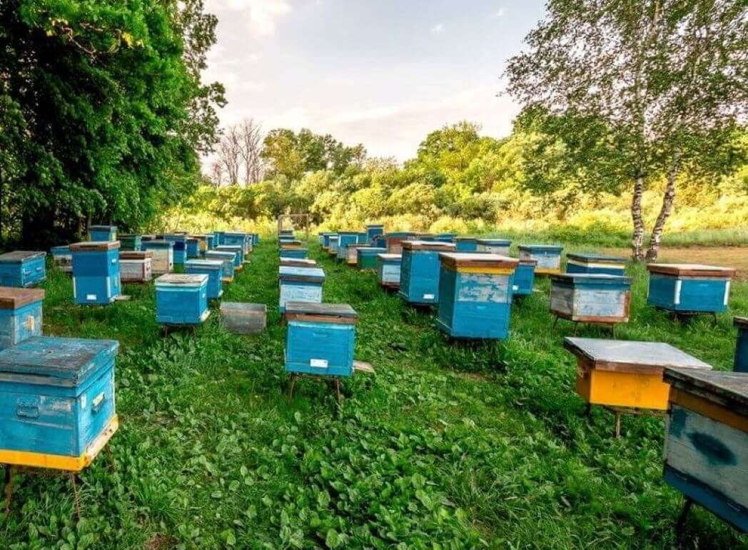 Преимущества создания пчеловодческого кооператива - agroexpert.md