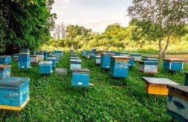 Преимущества создания пчеловодческого кооператива - agroexpert.md