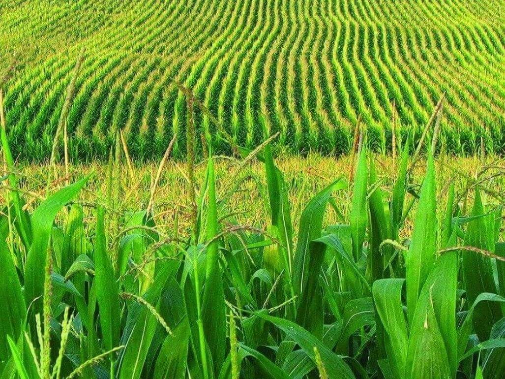 Бразилия опередит США в экспорте кукурузы - agroexpert.md