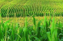 Бразилия опередит США в экспорте кукурузы - agroexpert.md