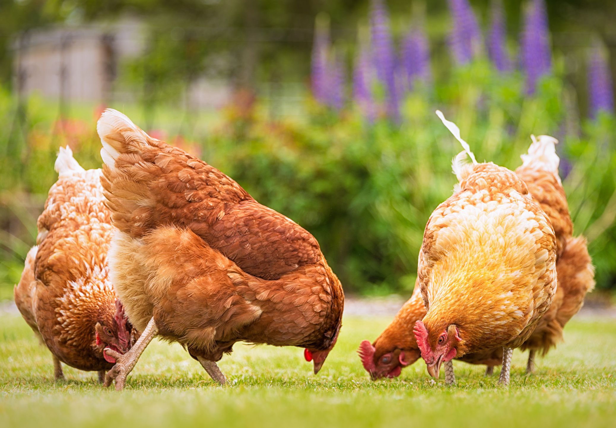 ferme eco de păsări - agroexpert.md