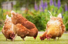 ferme eco de păsări - agroexpert.md