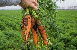 В Молдове расширятся площади под морковью - agroexpert.md