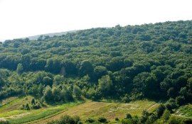 păduri Moldova suprafețe - AgroExpert.md