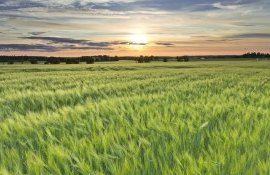 Дорогие удобрения заменит древесный уксус - agroexpert.md