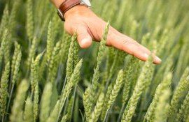 gr]u sem[nat fermieri - AgroExpert.md