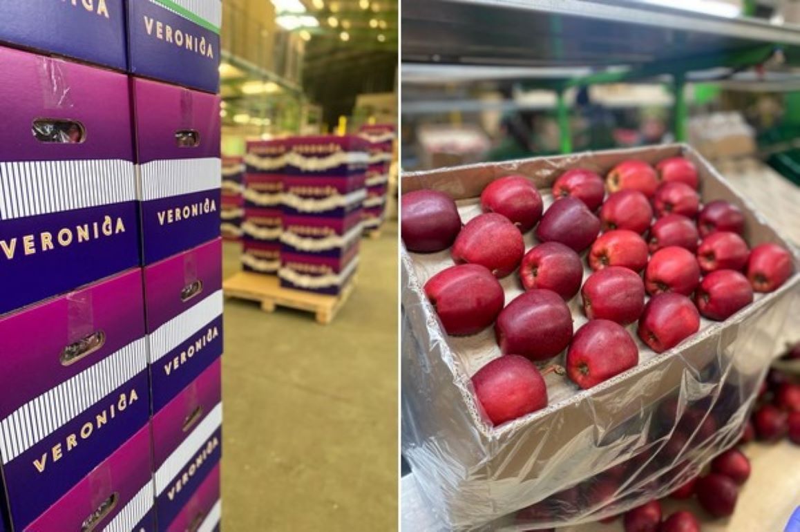 Польский эксперт о сортах яблок востребованных рынком - agroexpert.md