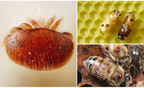 Пчелиный клещ Varroa способы проверки ульев  - agroexpert.md