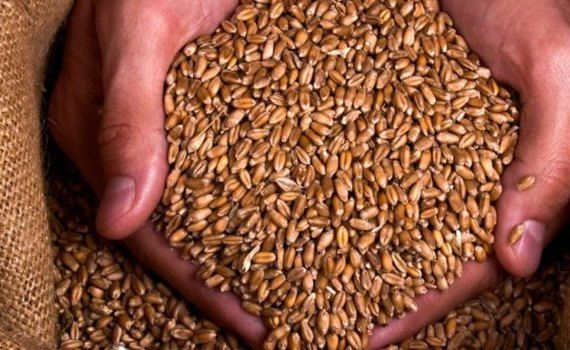 semințe grâu fermieri - AgroExpert.md