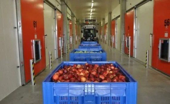 В Швейцарии могут хранить яблоки несколько лет  - agroexpert.md