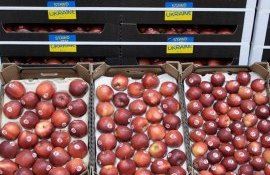 Украинские яблоки Royal Gala лучшие на рынке Швеции - agroexpert.md