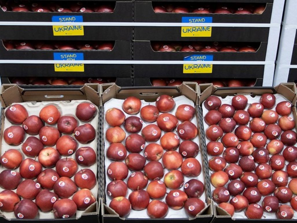 Украинские яблоки Royal Gala лучшие на рынке Швеции - agroexpert.md
