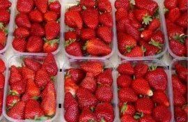 В Молдове зимой низкая цена клубники - agroexpert.md