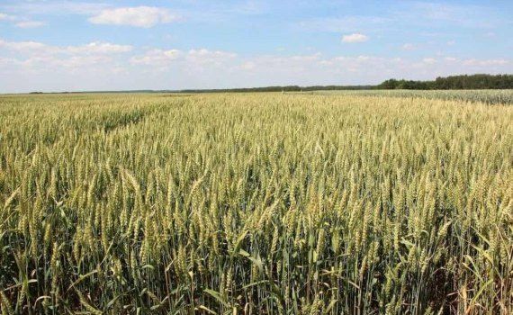 Урожаю зерновых 2023 грозит засуха - agroexpert.md