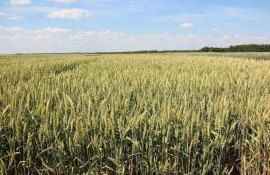 Урожаю зерновых 2023 грозит засуха - agroexpert.md