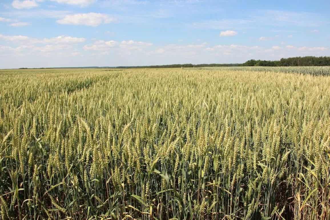 Урожаю зерновых 2023 грозит засуха - agroexpert.md