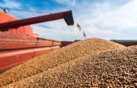 grâu export producători - AgroExpert.md