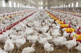 pui ferme creștere -AgroExert.md