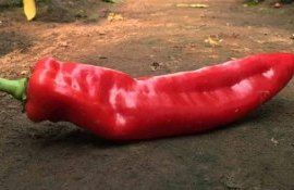 arde semințe încolțire - AgroExpert.md