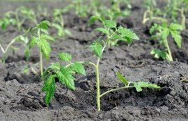răsad probleme fermieri -AgroExpert.md