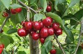 Musca cireșelor - agroexpert.md
