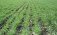 Озимые в ЕС восстановили свою морозостойкость - agroexpert.md