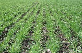 Озимые в ЕС восстановили свою морозостойкость - agroexpert.md