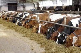 Украинские стандарты в животноводстве - agroexpert.md