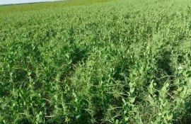 Горох прекрасный предшественник под ряд культур  - agroexpert.md