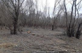 defrișare ilegală - agroexpert.md