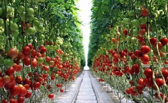 В Молдове сокращается производство тепличного томата - agroexpert.md
