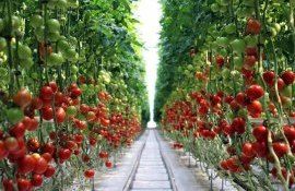 В Молдове сокращается производство тепличного томата - agroexpert.md