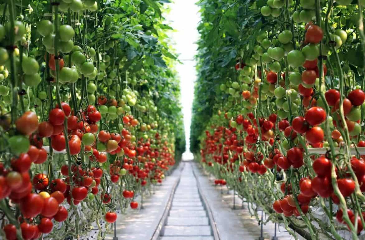 В Молдове сокращается производство тепличного томата - agroexpert.md
