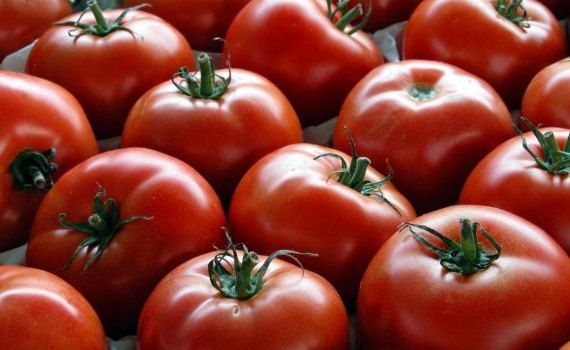 Реакция марокканских поставщиков на нехватку томатов - agroexpert.md 