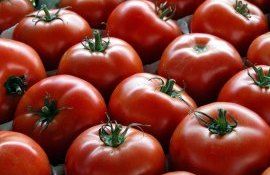 Реакция марокканских поставщиков на нехватку томатов - agroexpert.md 