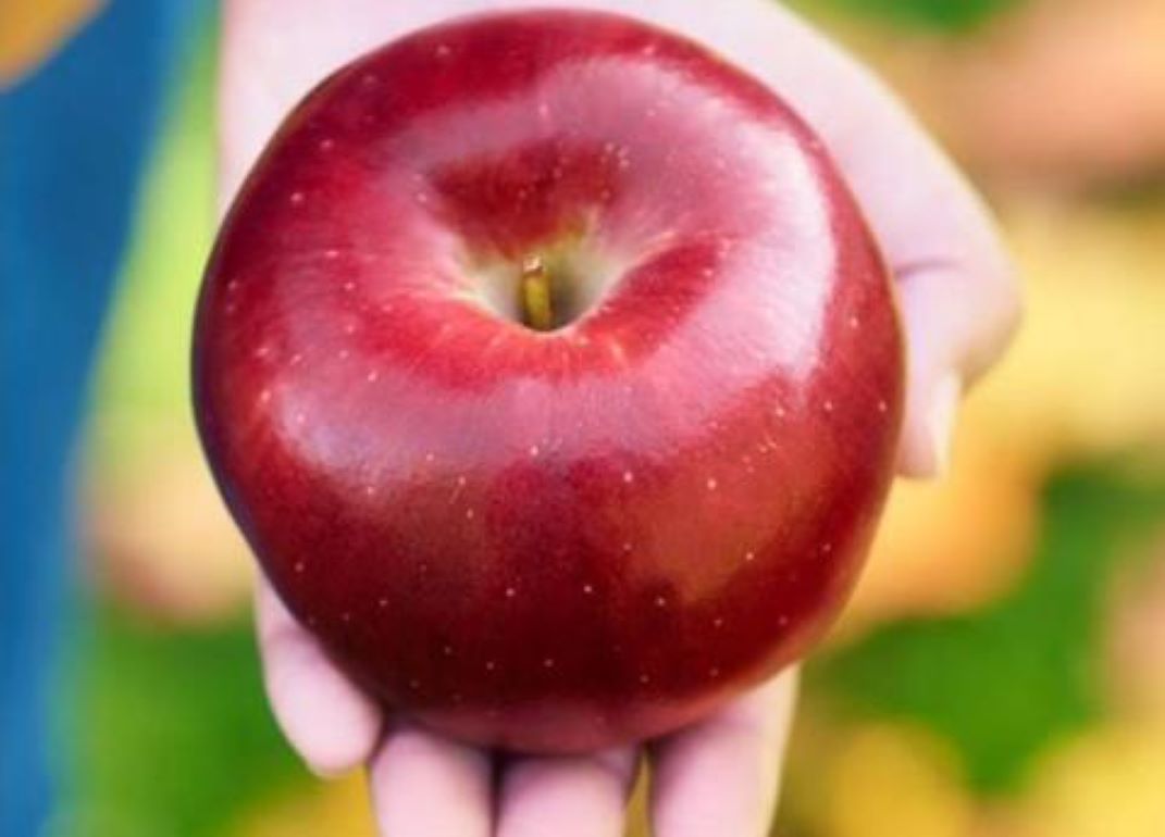 Cosmic Crisp в десятке лучших сортов яблок США - agroexpert.md