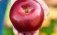 Cosmic Crisp в десятке лучших сортов яблок США - agroexpert.md