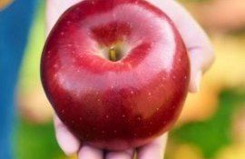 Cosmic Crisp в десятке лучших сортов яблок США - agroexpert.md