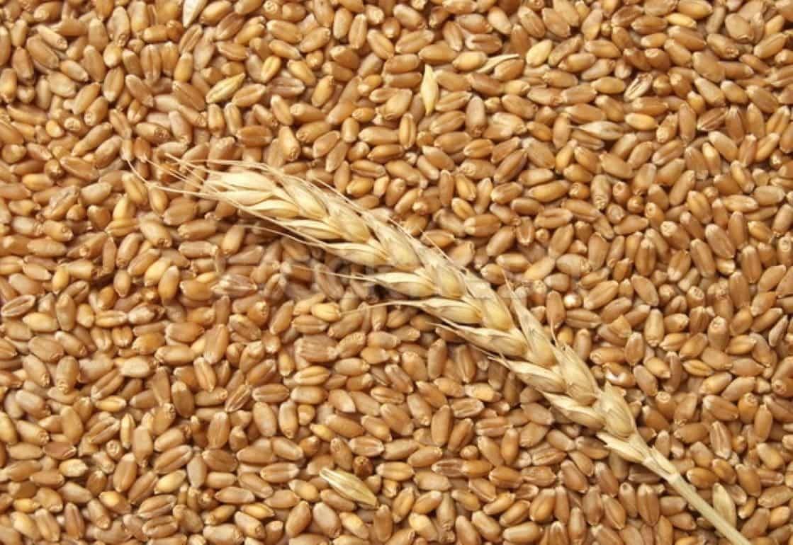 Арабским странам потребуется увеличить импорт зерна - agroexpert.md
