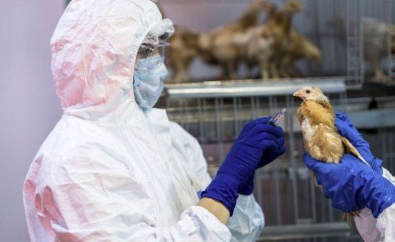 В ЕС вакцинация от птичьего гриппа разрешена с 12.03.23 - agroexpert.md