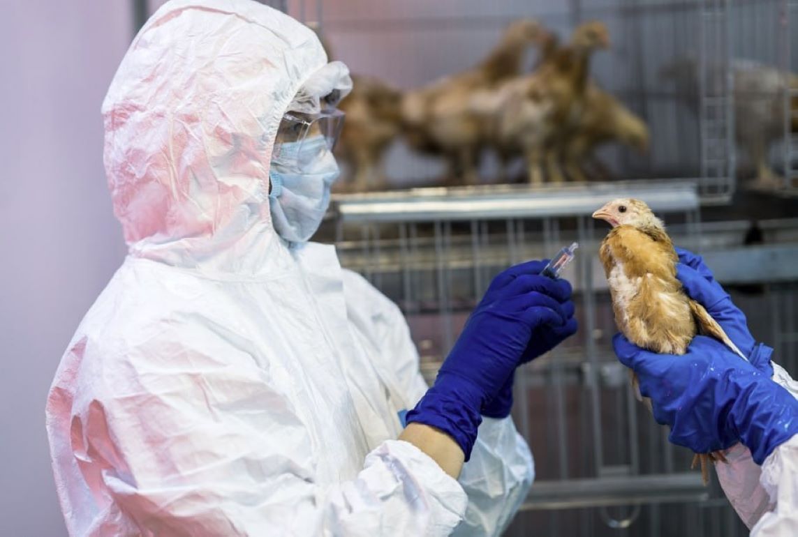 В ЕС вакцинация от птичьего гриппа разрешена с 12.03.23 - agroexpert.md
