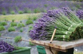 livada moldovei - agroexpert.md