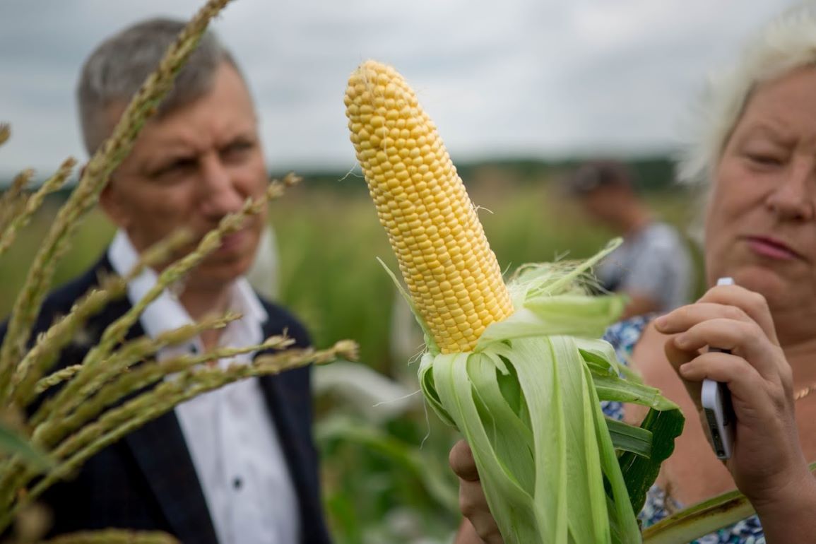 сладкая кукуруза от украинской компании Мнагор - agroexpert.md