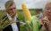 сладкая кукуруза от украинской компании Мнагор - agroexpert.md