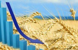 Биржевые цены на пшеницу в США достигли минимума - agroexpert.md